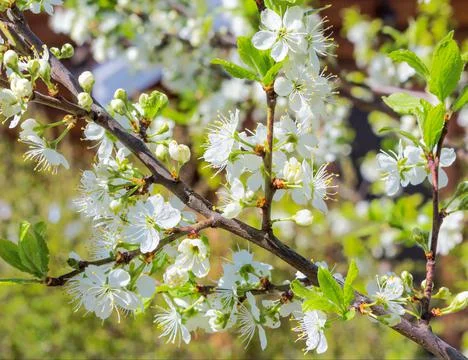 Blossoming branch in springtime. Stock Photos
