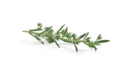 Blossoming branch of thyme Stock Photos