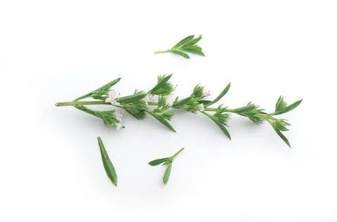 Blossoming branch of thyme Stock Photos