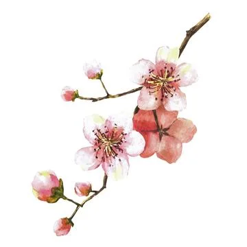 A blossoming branch from a tree, spring sakura, cherry, apple or apricot Stock Illustration