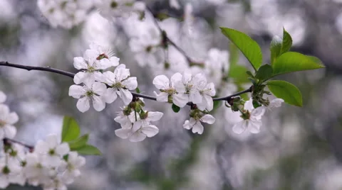 Blossoming branch of white cherry tree on blur background. Vídeo Stock 49482670
