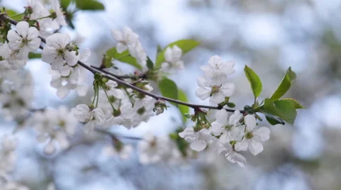Blossoming branch of white cherry tree on blur blue background. Vídeo Stock 49482674