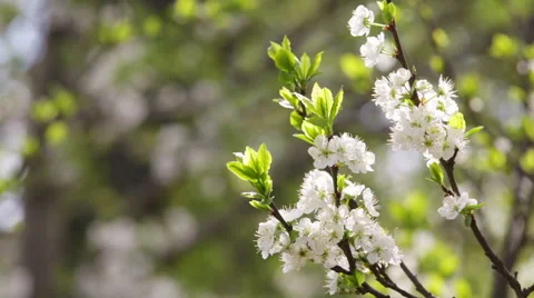 Blossoming branch of white cherry tree from shadow to light. Vidéo 49482777