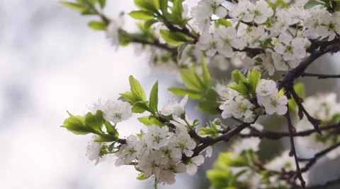 Blossoming branch of white cherry tree with against sky background. Stock Footage 49482781