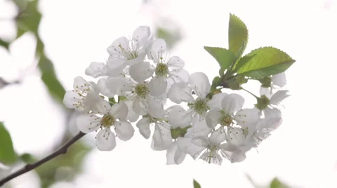 Blossoming branch of white cherry tree against white sky background. Vídeos de archivo 49482784