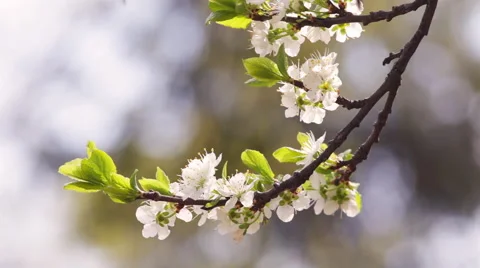 Blossoming branch of white cherry tree with new green leaves and flying bee. 库存影片 49482793