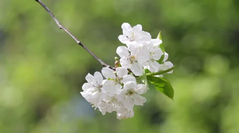 Blossoming branch of white cherry tree against blur green background. Vídeo Stock 49482806