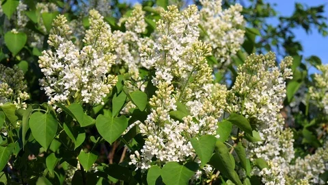 Blossoming branch of a white lilac close-up. Springtime landscape with bunch 库存影片 120726327