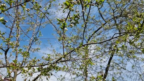 Blossoming branch of wild cherry against the blue sky Stock Footage 237633926