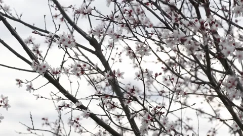 Blossoming Branches Against Sky Stock Footage 267031016