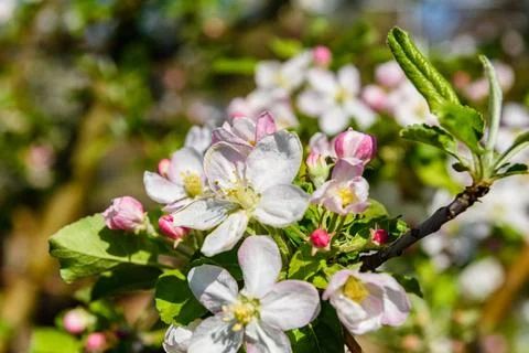 Blossoming branches of the apple tree on spring Stock Photos