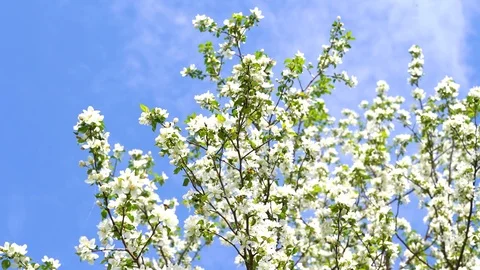 Blossoming branches of Apple trees Stock Footage 123648042