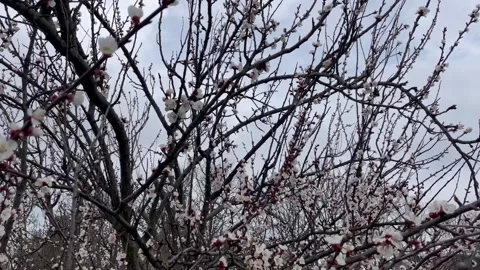 Blossoming branches of an apricot tree in the garden in spring, home garden Stock Footage 239672324