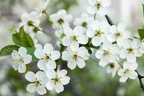 Blossoming branches of cherry Stock Photos