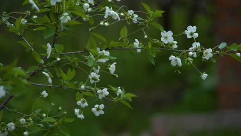 Blossoming branches of cherry tree blur background Video stock 106587310