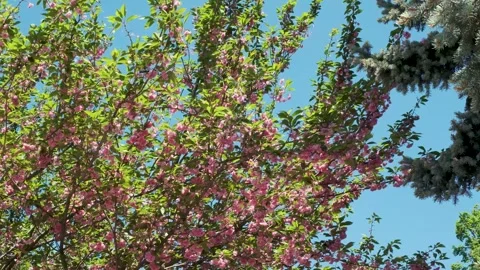 Blossoming branches dance in the clear blue sky Video stock 334666442