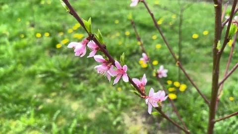 Blossoming branches of a peach tree in the spring garden, pink flowers Stock Footage 274297764
