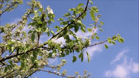 Blossoming branches of a pear tree against a blue sky Stock Footage 323520805