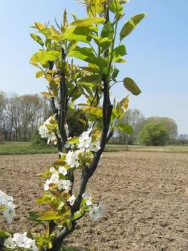 Blossoming branches of a pear tree in spring . Tuscany, Italy Stock Photos