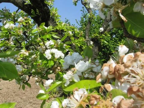 Blossoming branches of a pear tree in spring . Tuscany, Italy Stock Photos