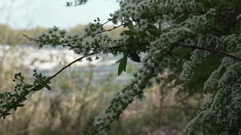 Blossoming Branches Swaying in Wind at Rapid Park Trail Stock Footage 335230548