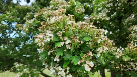 Blossoming Branches on a Tree in Spring Stock Footage 276625719