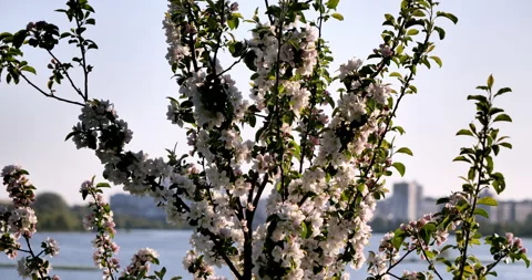 Blossoming branches of tree stand alongside. In background is view of the town. Vídeos de archivo 278341565