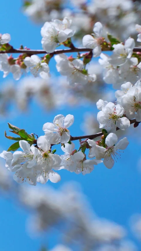 Blossoming branches under blue sky. Beautiful white flowers of a fruit tree Video stock 272298766
