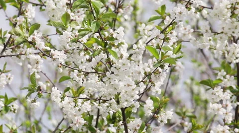 Blossoming branches of white cherry tree. Vidéo 49482657