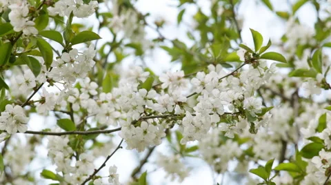 Blossoming branches of white cherry tree with new green leaves. Видео 49482799