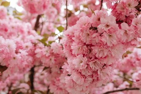 Blossoming branches of wild cherry tree blooming in park Stock Photos