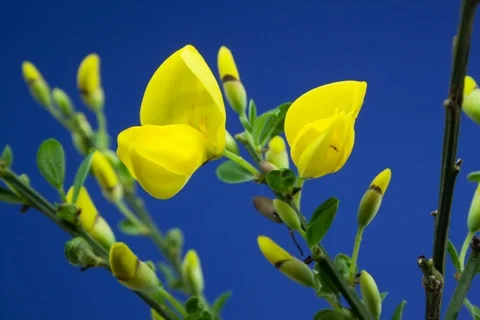 Blossoming broom. Timelapse colour key. Stock Footage 107614294