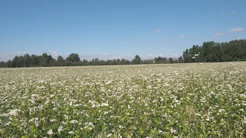 Blossoming buckwheat field in summer. Vidéo 93383977