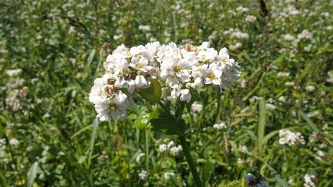 Blossoming buckwheat field in summer. 스톡 동영상 93384299
