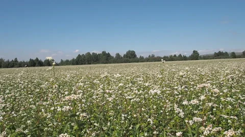 Blossoming buckwheat field in summer. Видео 93384377