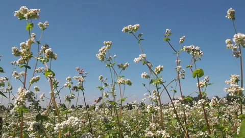Blossoming buckwheat field in summer. Vidéo 93384641