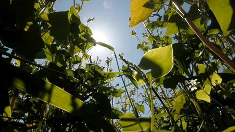 Blossoming buckwheat field in summer. Stock-Footage 93384765