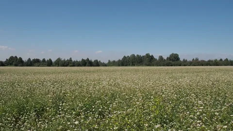 Blossoming buckwheat field in summer. Stock Footage 93384833