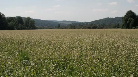 Blossoming buckwheat field in summer. Video stock 93384916