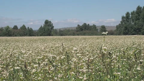 Blossoming buckwheat field in summer. 库存影片 93385063