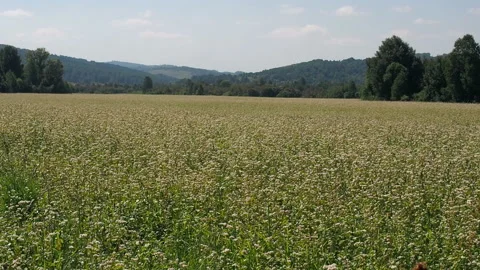 Blossoming buckwheat field in summer. Stock Footage 93386148
