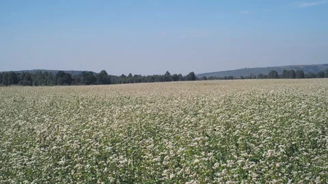 Blossoming buckwheat field in summer. Stock Footage 93386718
