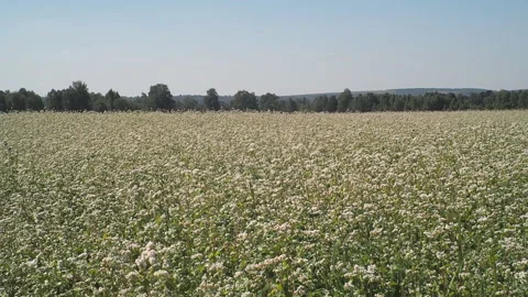 Blossoming buckwheat field in summer. Vidéo 93386723