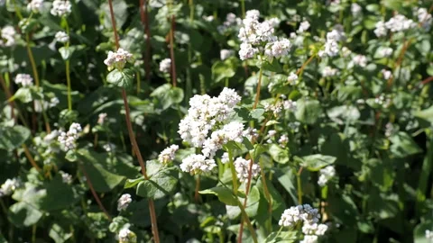 Blossoming buckwheat field in summer. 库存影片 93386797