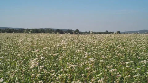 Blossoming buckwheat field in summer. Video stock 93386810