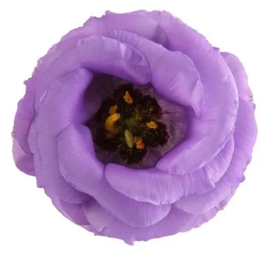 Blossoming bud of eustoma flower isolated on white background. Stock Photos