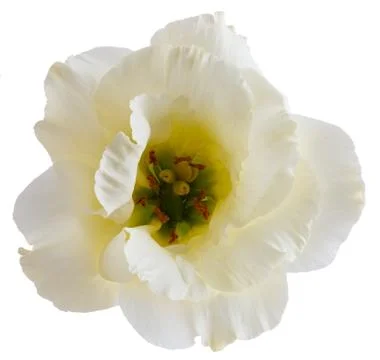 Blossoming bud of eustoma flower isolated on white background. Stock Photos