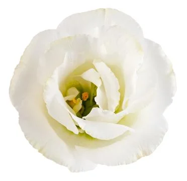 Blossoming bud of eustoma flower isolated on white background. Stock Photos