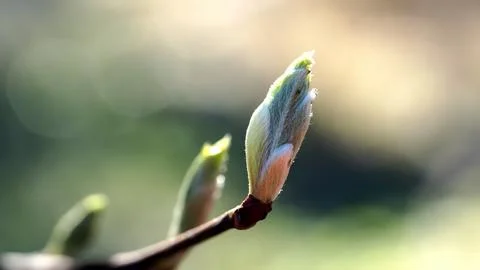 Blossoming bud on a tree in the forest Stock Photos
