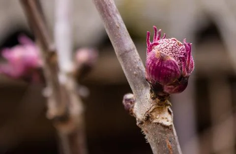 Blossoming buds elderberries Stock Photos